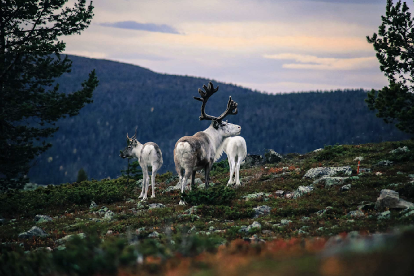 Arctic TreeHouse Hotel